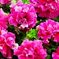 Петуния "Дабл Каскад Пинк" (контейнер №10, высота 10-15см)