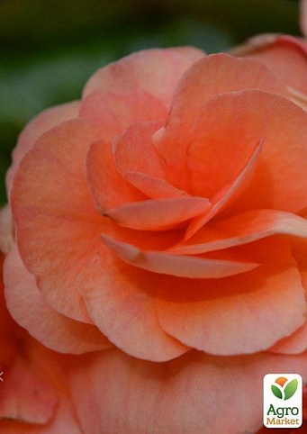 Эйлат бегония (Бориас) "Нежная Моника" (Begonia elat. Borias) дм 12 см выс. 30 см