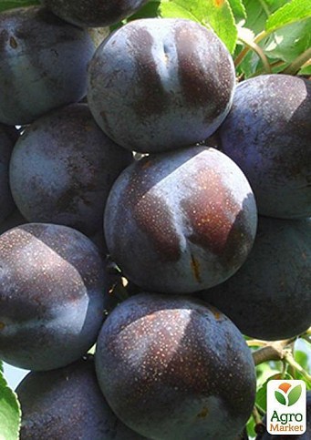 Слива "Блэк Джем" - фото 3