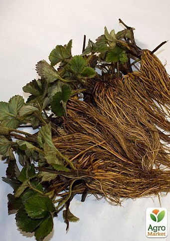 Полуниця "Хоней" (Honey) 5шт (ранній термін дозрівання, стійкий до хвороб і шкідників) - фото 6