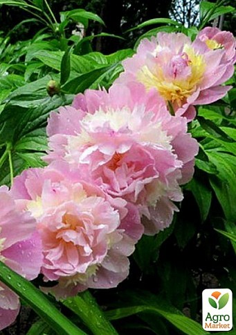 Пион травянистый "Raspberry Sundae" 1шт в упаковке - фото 2