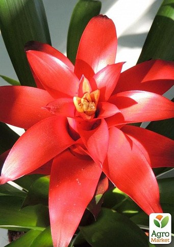 Гузманія червона (Guzmania sanguinea) "Calypso"
