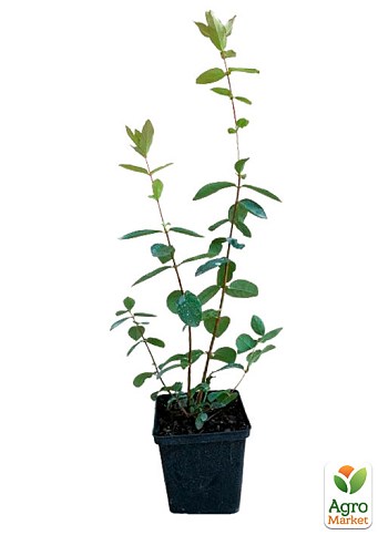 Жимолость "Синяя птица" (ранний срок созревания, устойчивый к осыпанию сорт) - фото 4