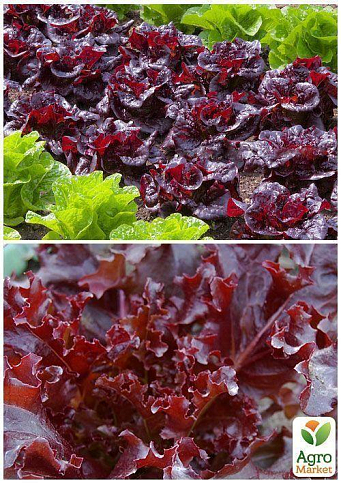 На развес Салат "Красный шар" ТМ "Весна" цена за 5г - фото 4