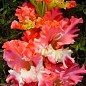Гладиолус "Frizzled Coral Lace" 3шт