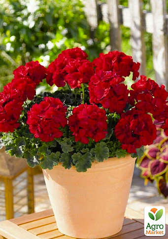 Пеларгонія зональна "Abelina"