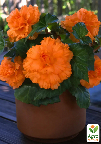 Бегония "Америгибрид гофрированная F1 абрикосовая" ТМ "Vesna Select" 5шт