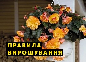 Як виростити квіти у підвісних горщиках - корисні статті про садівництво від Agro-Market
