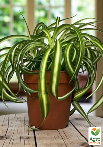 LMTD Хлорофитум комнатный "Bonnie" 30-40см