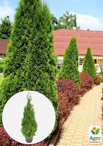 Хвоя Новогодняя "Christmas Thuja" (Рождественская туя) (высота 40-50см)