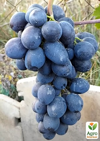 Виноград "Черный Ястреб" (сверхранний морозостойкий сорт) - фото 2