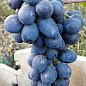 Виноград "Черный Ястреб" (сверхранний морозостойкий сорт) купить