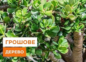 Як виростити товстянку - корисні статті про садівництво від Agro-Market