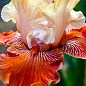 Ирис бородатый крупноцветковый "Mandarin Morning"  1шт в упаковке