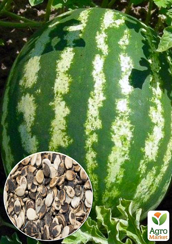 На развес Арбуз "Алый сахар" ТМ "Весна" цена за 6г