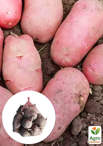 Уценка! Картофель "Каразон" семенной ранний (нетоварный вид) 4,5кг