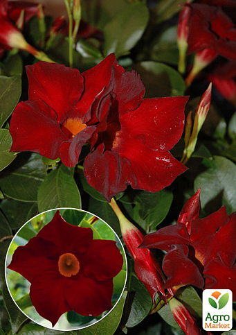 Дипладения (Mandevilla) "Jasper Burgundy" (цветущая лиана)