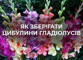 Як зберігати гладіолуси взимку - корисні статті про садівництво від Agro-Market