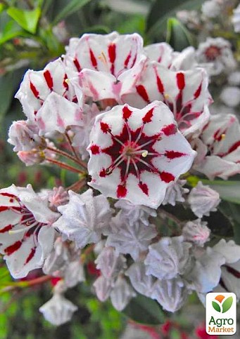 Кальмия latifolia "Bumblebee"