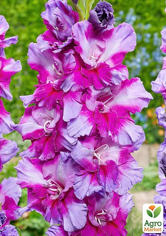 Гладіолус "Purple Art"