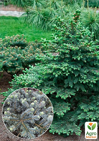 Ель колючая "Waldbrunn" С2, диаметр 15-20см