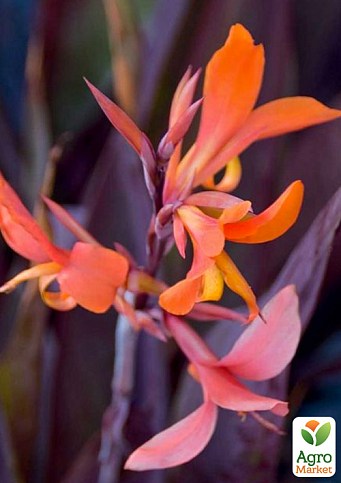 Канна Темнолиста "Demen" - фото 2