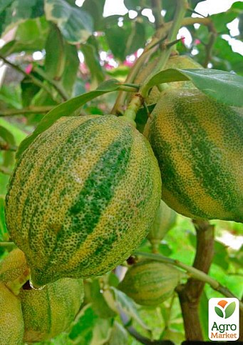 Лайм варієгатний "Tahiti Variegata" (дуже соковитий, ароматний плід) - фото 5