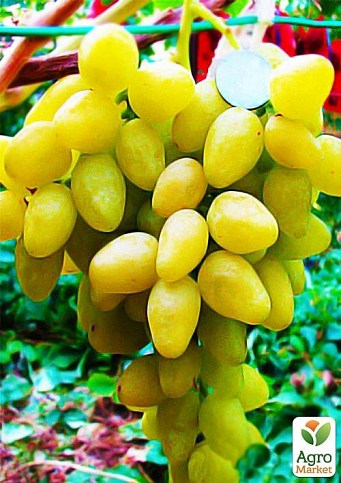 Виноград "Аркадия" (ранний срок созревания, один из лучших сортов в Украине) - фото 3