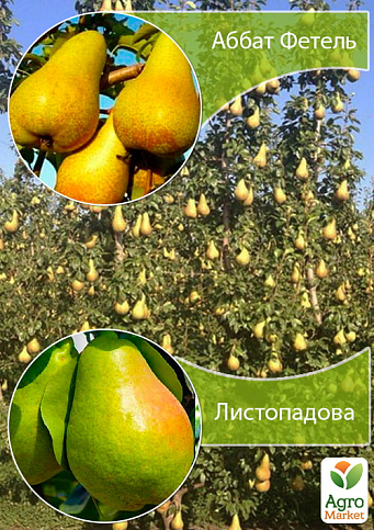Дерево-сад Груша "Аббат Фетель + Листопадова"