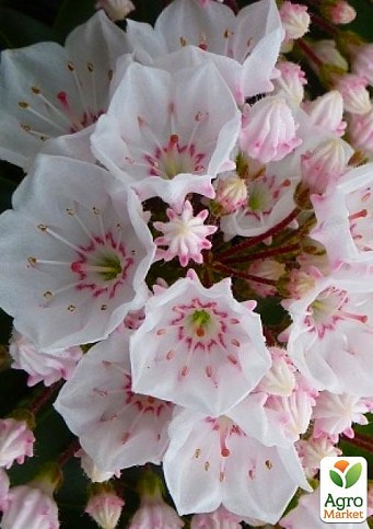 Кальмия latifolia "Elf"