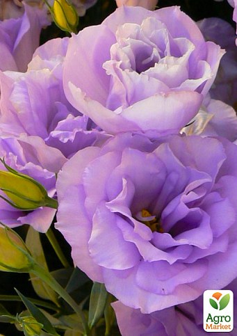 Эустома махровая "Mariachi Lavender"