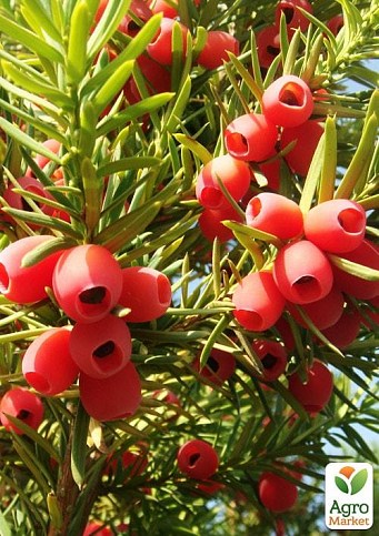 Тис ягідний "Taxus baccata Summergold"