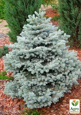 Ялина колюча "Picea pungens" "Glauca" контейнер 1л