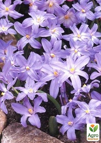 Хионодокса (Chionodoxa) "Luciliae" 1шт в упаковке