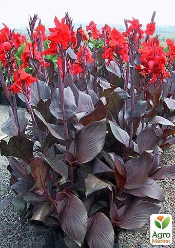Канна "Black Knight" 1шт в упаковке