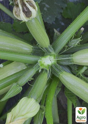 Кабачок «Теренум F1» ТМ «Lark Seeds» 2500шт