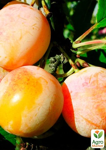 Алыча "Байрон Голд" (осенний сорт, поздний срок созревания) - фото 2