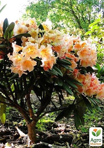 Рододендрон персиковий "Флаутандо" (Flautando)