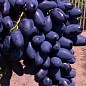 Виноград "Академик" (очень раннего срока созревания)