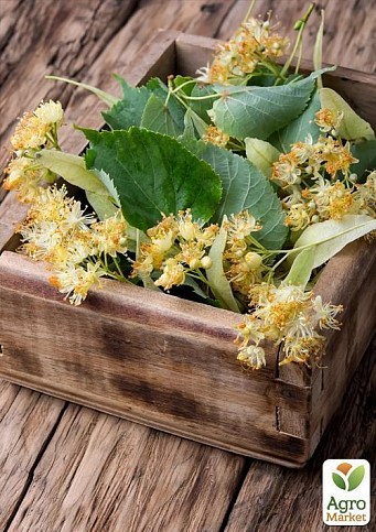 Липа світло-зелена "Королівська" (дуже ароматний сорт) висота 50-100см - фото 3