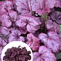 Гейхера (Heuchera) "Plum Royal"