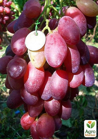 Виноград "Ася"