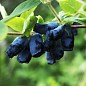 Жимолость "Ленинградский Великан" (ранний срок созревания, урожайный и крупноплодный сорт) купить