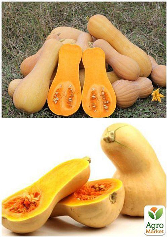 На развес Тыква "Новинка" ТМ "Весна" цена за 10г - фото 2