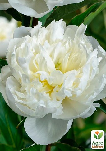 Пион травянистый "Duchesse de Nemours" 1шт в упаковке