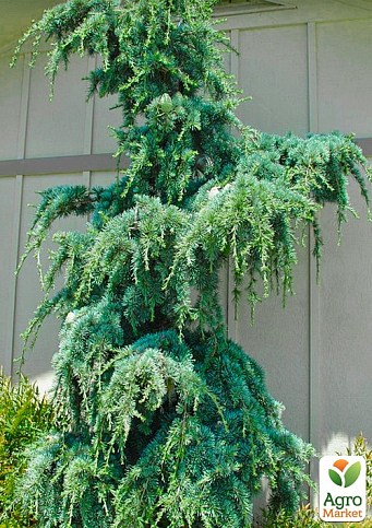 Кедр Гімалайський "Eisregen" 4-х річний (висота 40-60см) - фото 4