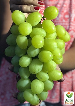Виноград "Красавчик" (дуже великий солодкий виноград ультрараннього терміну дозрівання)2