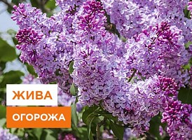 Жива огорожа з бузку - корисні статті про садівництво від Agro-Market
