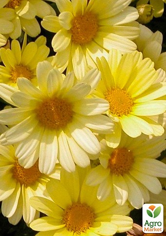 Аргірантемум La Rita "Yellow" (контейнер №10, висота 15 см)