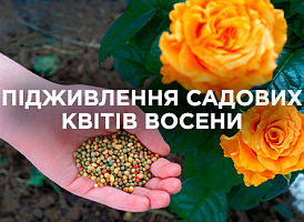 Чим підживити садові квіти восени: добрива та догляд | Agro-market